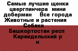 Самые лучшие щенки цвергпинчера (мини доберман) - Все города Животные и растения » Собаки   . Башкортостан респ.,Караидельский р-н